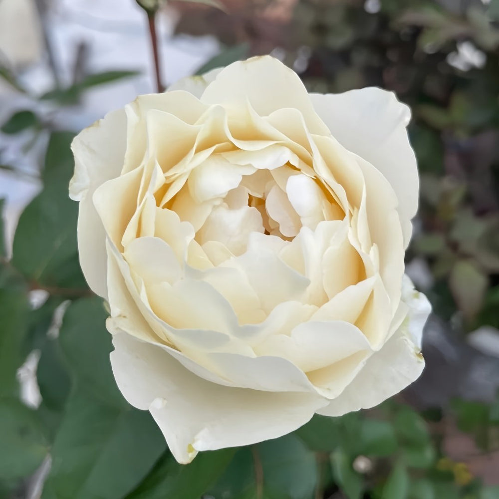 Yves Cullum Rose Plant｜伊芙卡勒姆 image 2