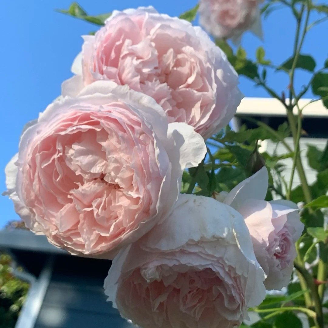 The Wedgwood Rose Plant|威基伍德/粉伍德 image 2