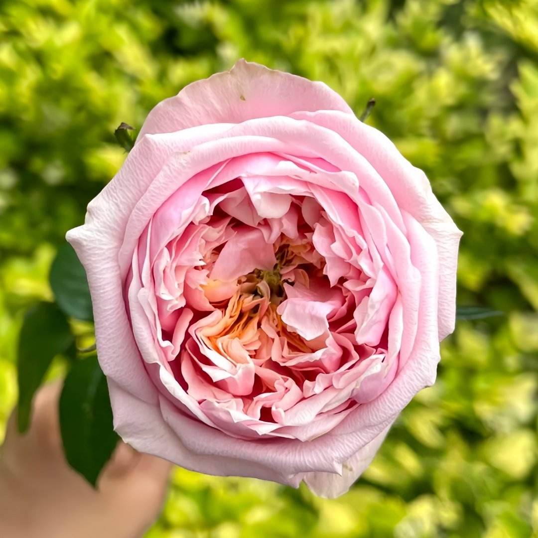 Notting Hill Rose Plant|诺丁山 image 1