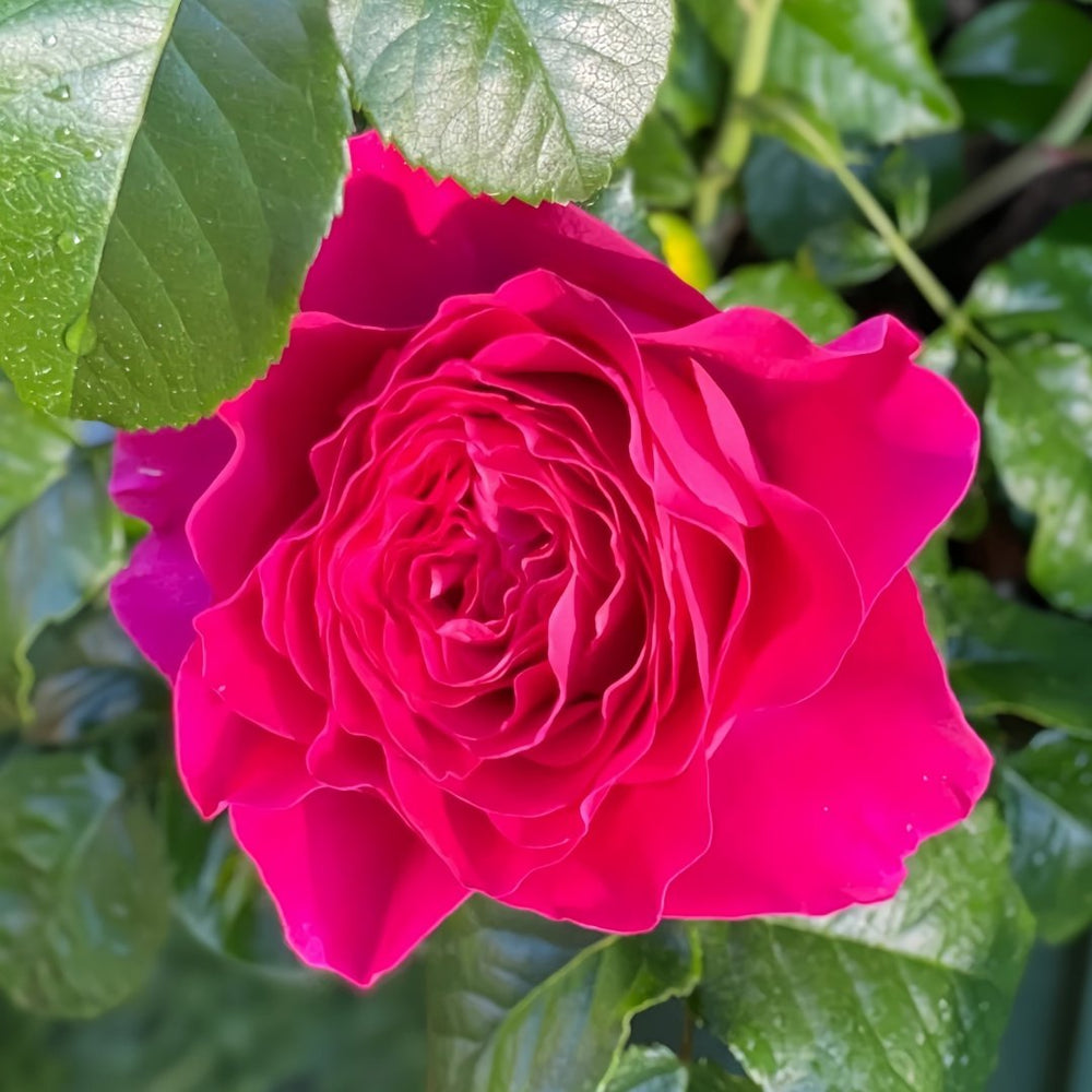 Kate Rose Plant｜凯特 image 8