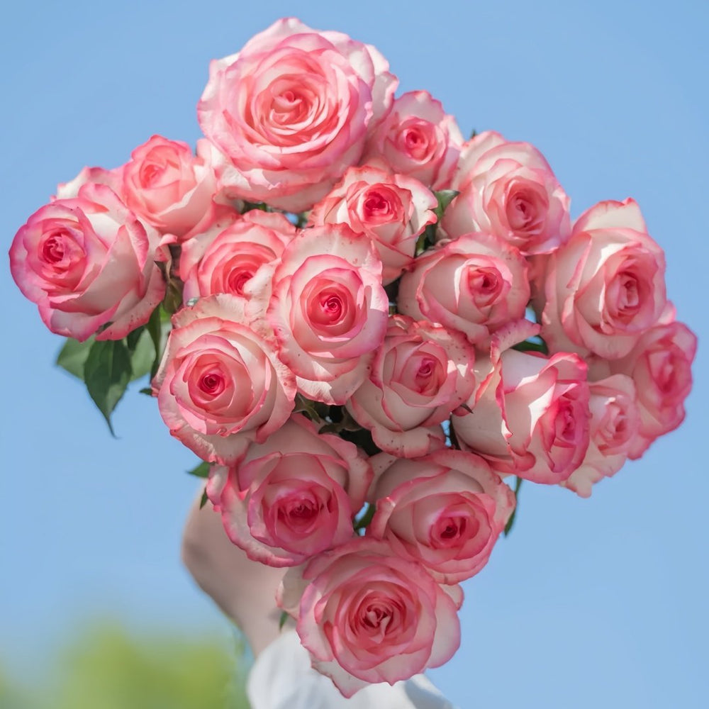 Jumilia Rose Plant｜艾莎 image 7