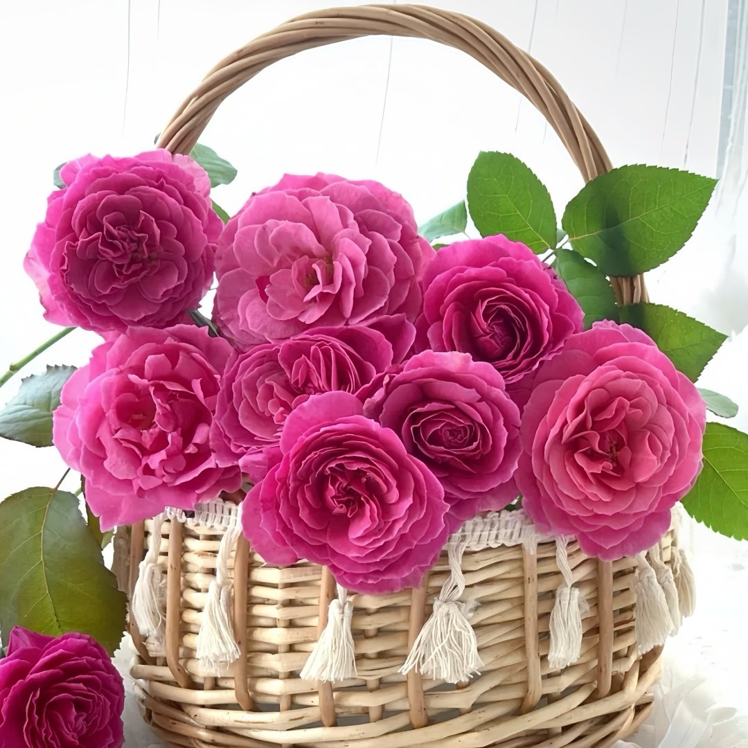 Abdiel Rose Plant｜神仆天使 image 9