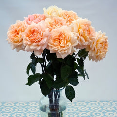 Princess Holly's Hope Rose Plant|霍莉公主的希望 image 2