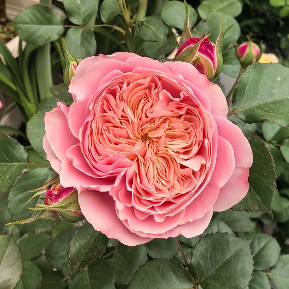 Victoria Classic Rose Plant｜维多利亚经典 image 1