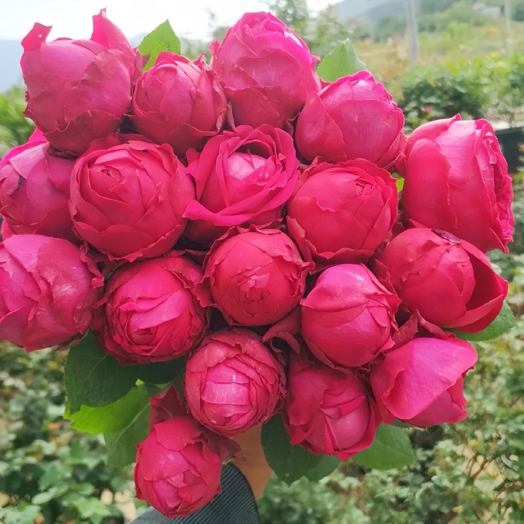 Pas de deux Rose Plant|双人芭蕾 image 9