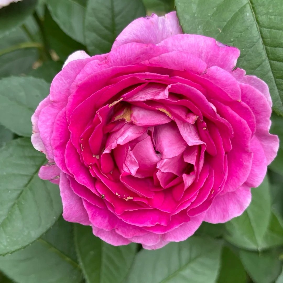 Fräulein Maria Rose Plant｜音乐之声 image 0