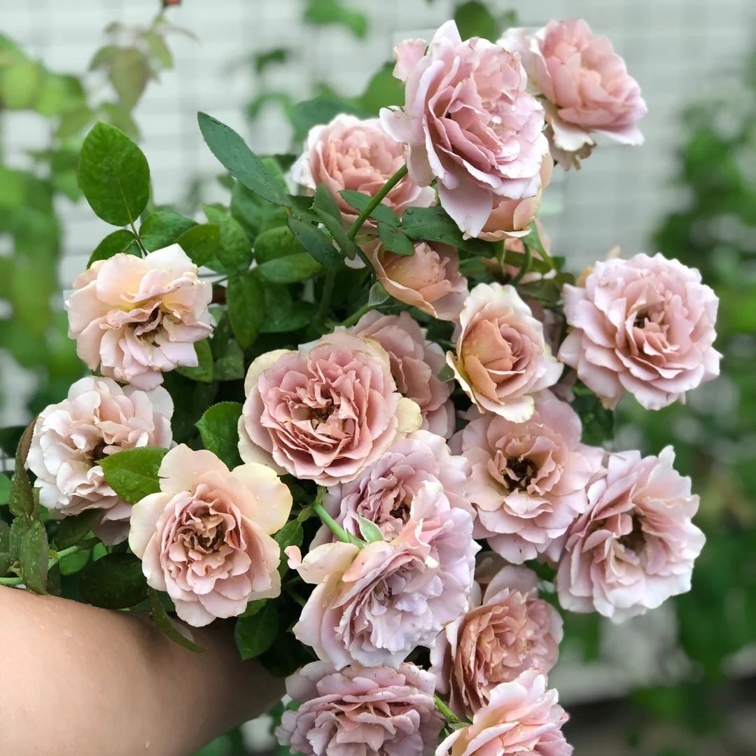 Caffe Latte Rose Plant|拿铁咖啡 image 3