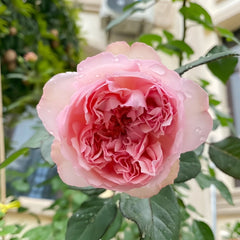 Antoinette Rose Plant|绝代艳后 image 2