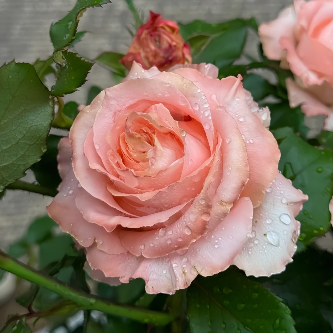 Princess Crown Rose Plant｜公主皇冠 image 3