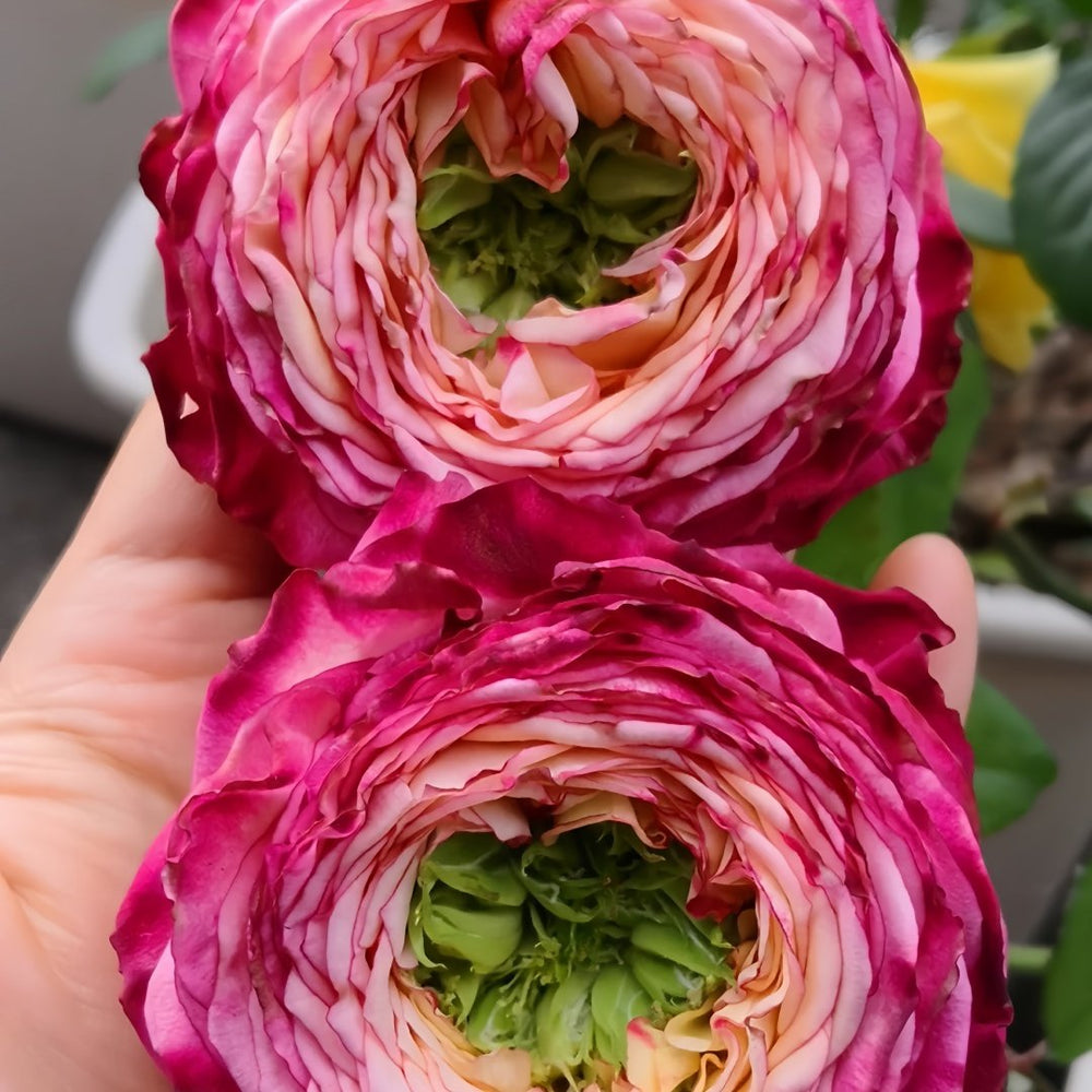 Country Spirit House Rose Plant ｜乡村雅舍 image 8