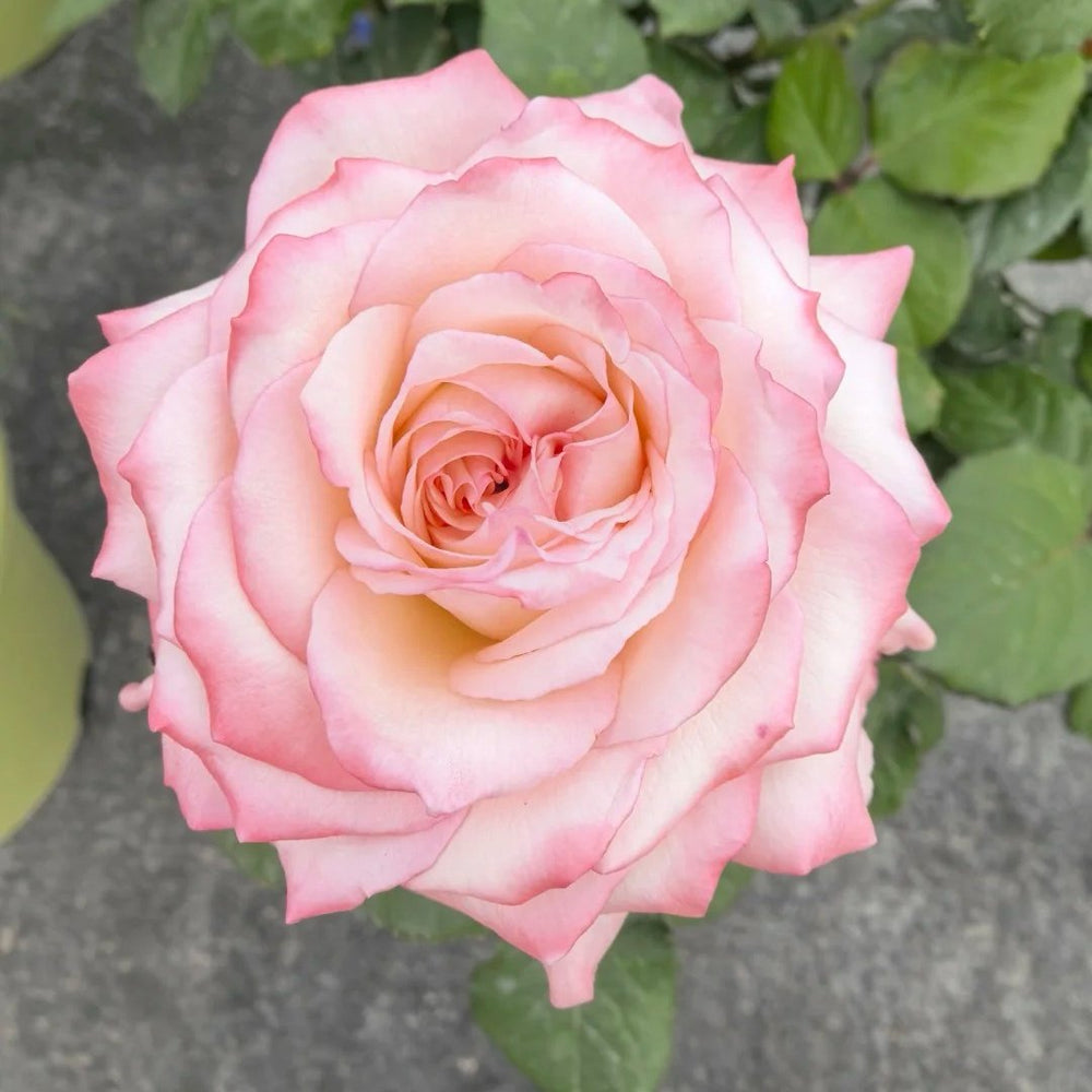 Joyce Rose Plant|乔伊斯 image 1