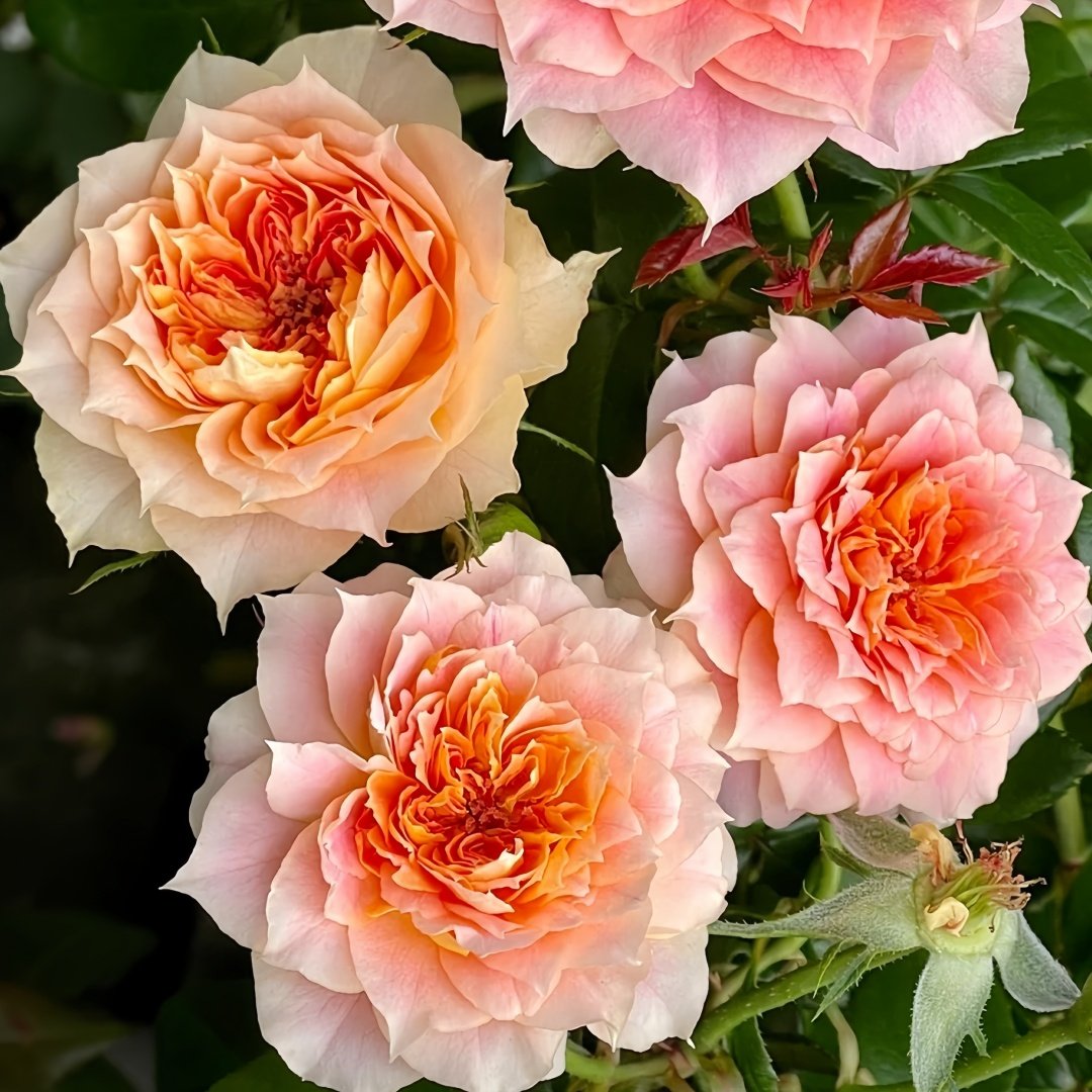 Lanterne Citrouille Rose Plant｜南瓜灯笼 image 2
