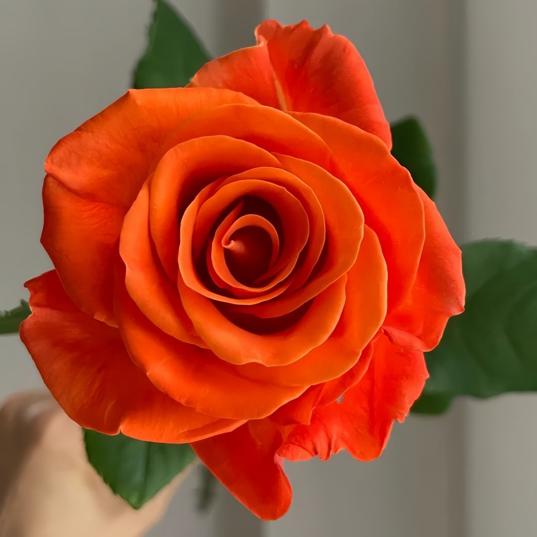 Orange Party Rose Plant|金色交响 image 3