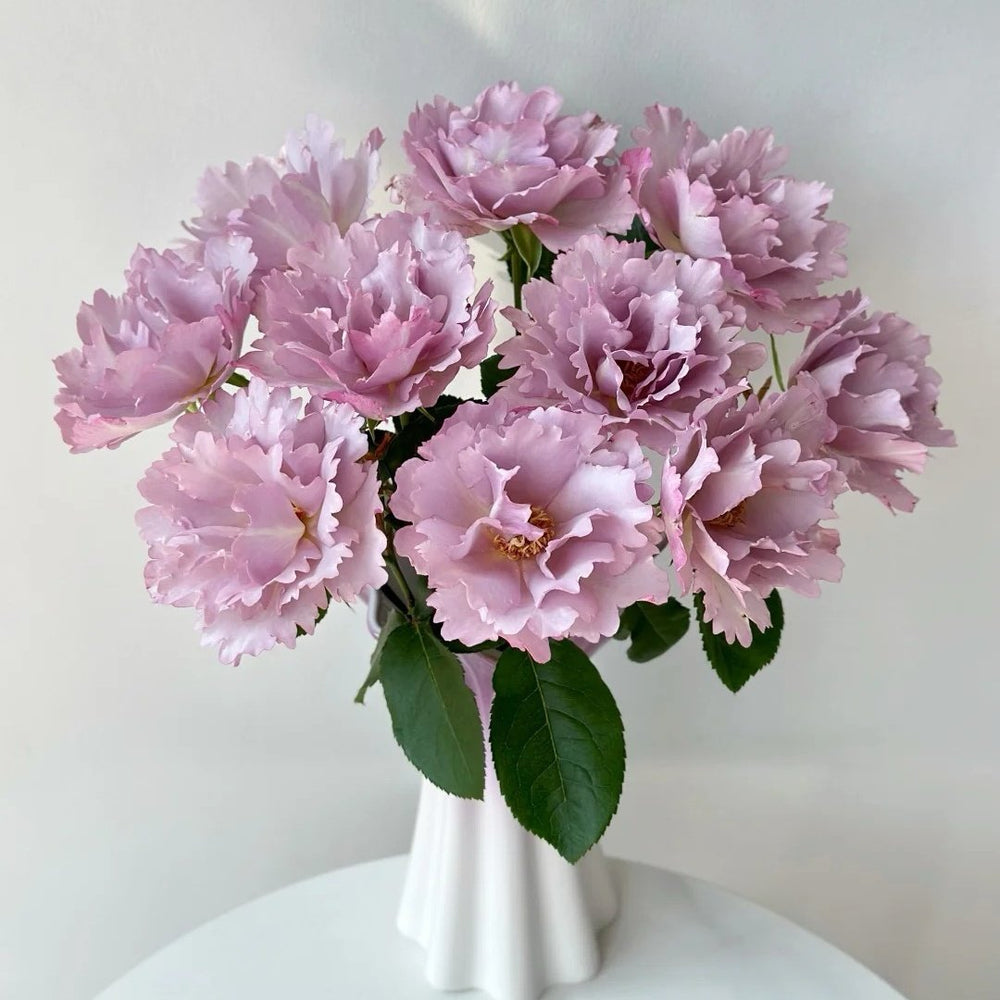 Couture Rose Tilia Rose Plant | 玫瑰时装 image 7
