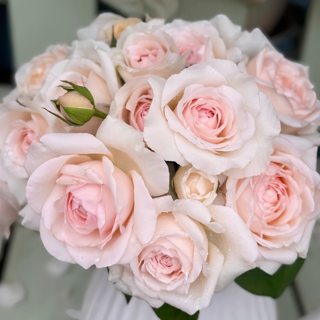 Mona Lisa Rose Plant | 蒙娜丽莎 image 0