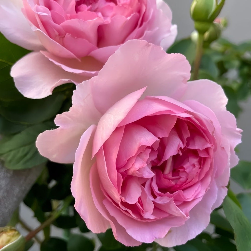 Fragrance of Fragrances Rose Plant｜伊芙魂之香水 image 6