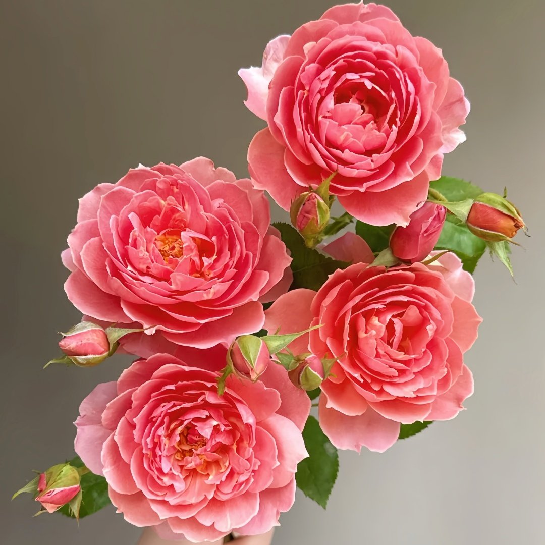 Akane Rose Plant|茜 image 3
