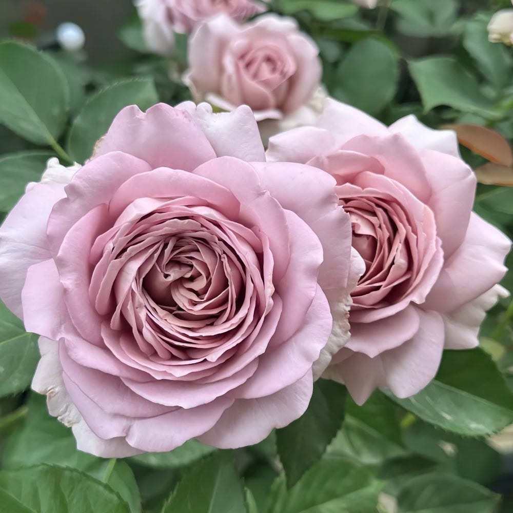 Charity Towa Rose Plant | 今井慈善 image 2