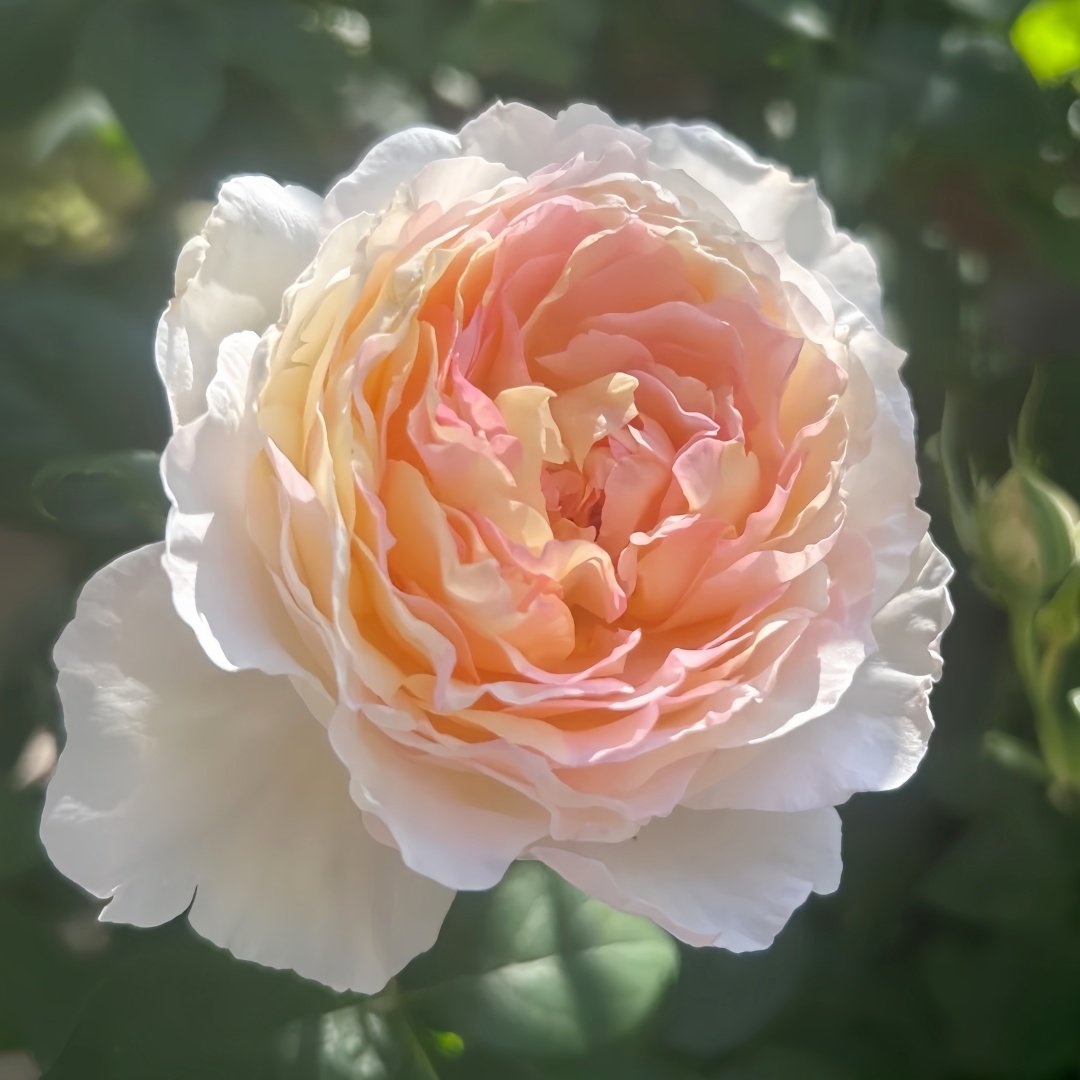 Returning to Spring Rose Plant|回春 image 5