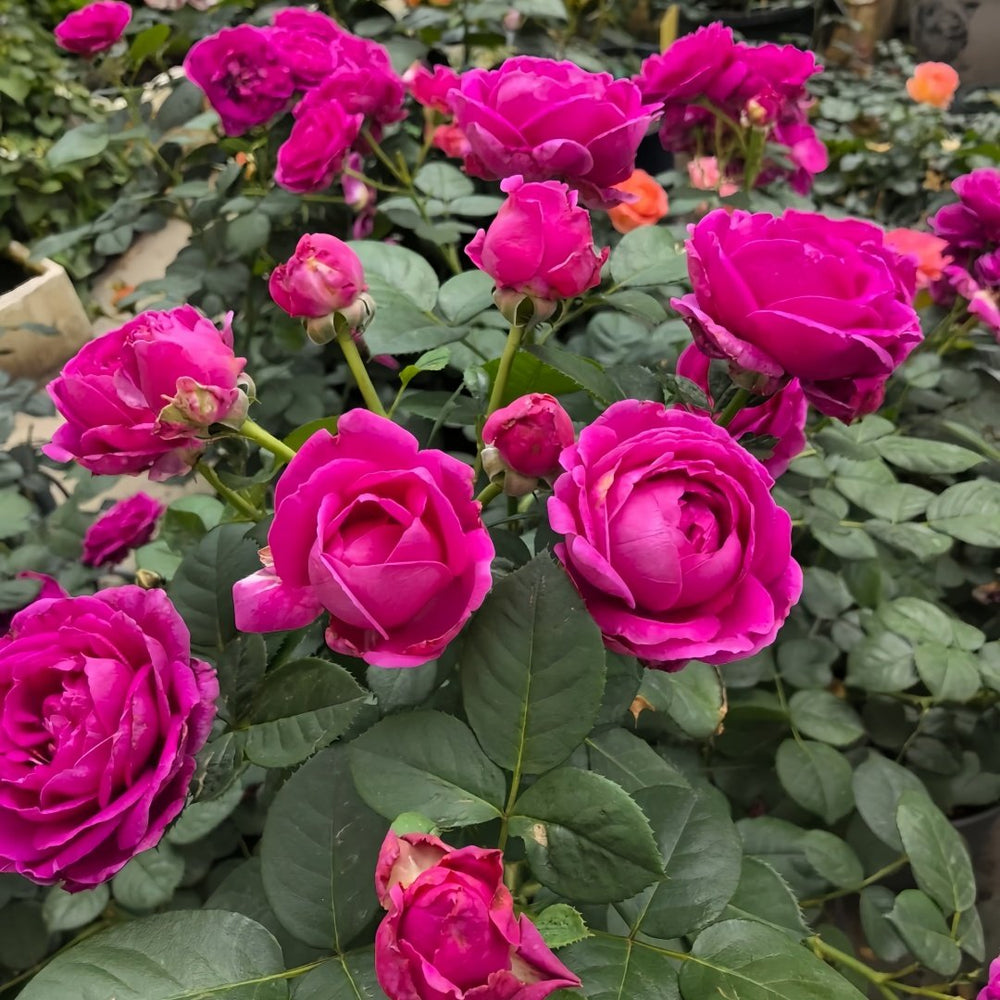 Fur Elise Rose Plant｜致爱丽丝 image 6