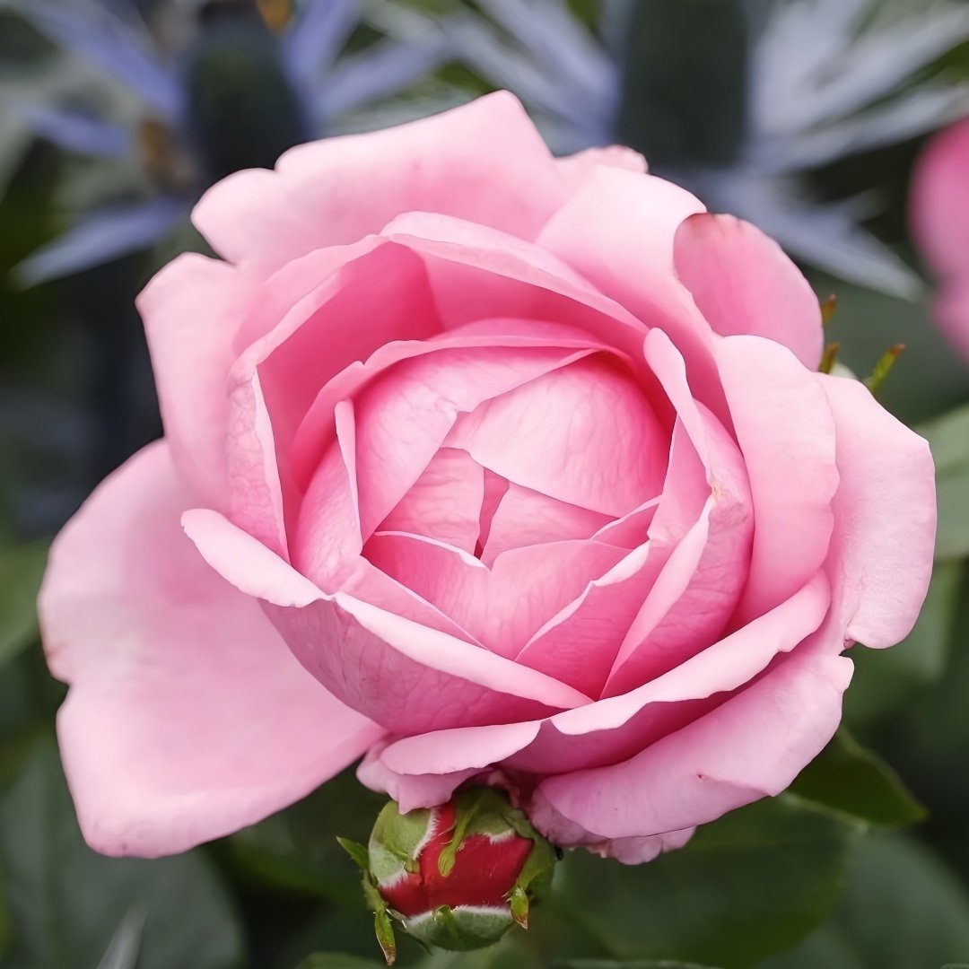 Desirée Rose Plant ｜德西里 image 0