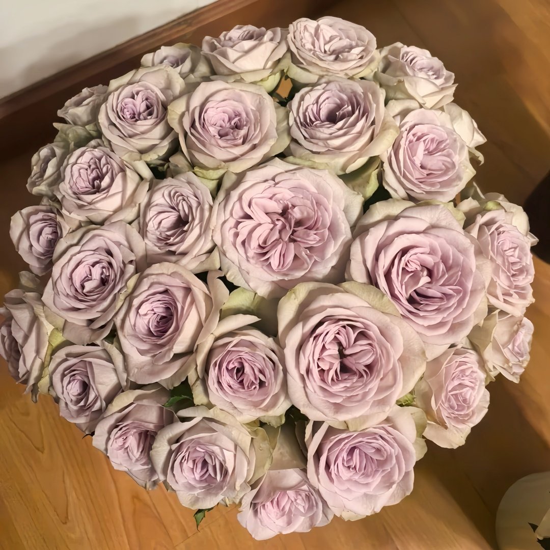 Notre Dame Rose Plant|巴黎圣母院 image 6