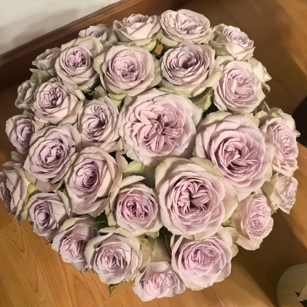 Notre Dame Rose Plant|巴黎圣母院 image 6
