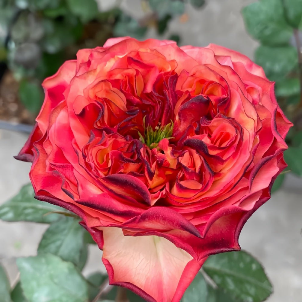 Star Trek Rose Plant｜星际迷航 image 4