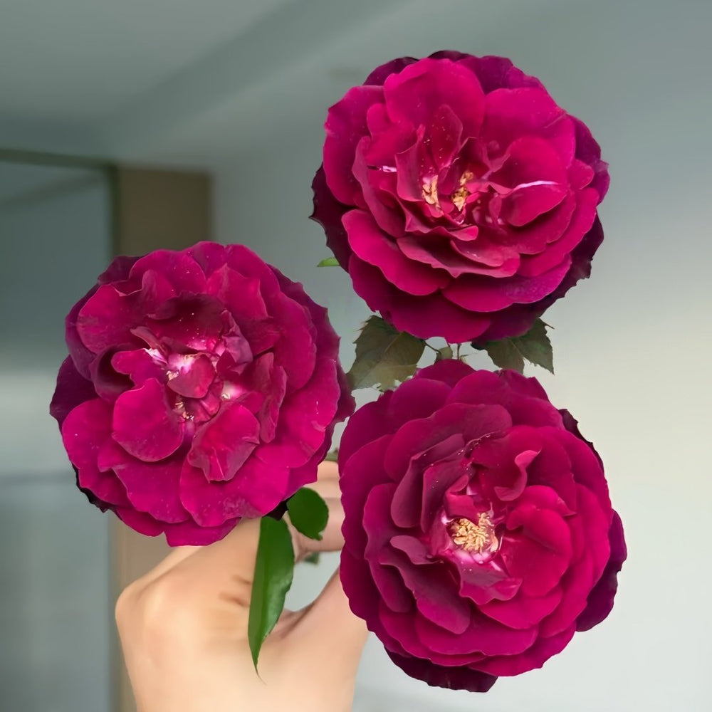 Louis XIV Rose Plant ｜路易十四 image 5
