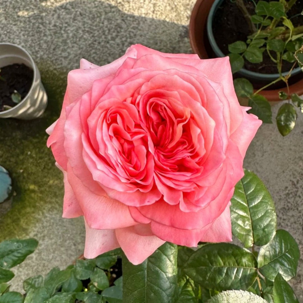 London Eye Rose Plant|伦敦眼 image 6