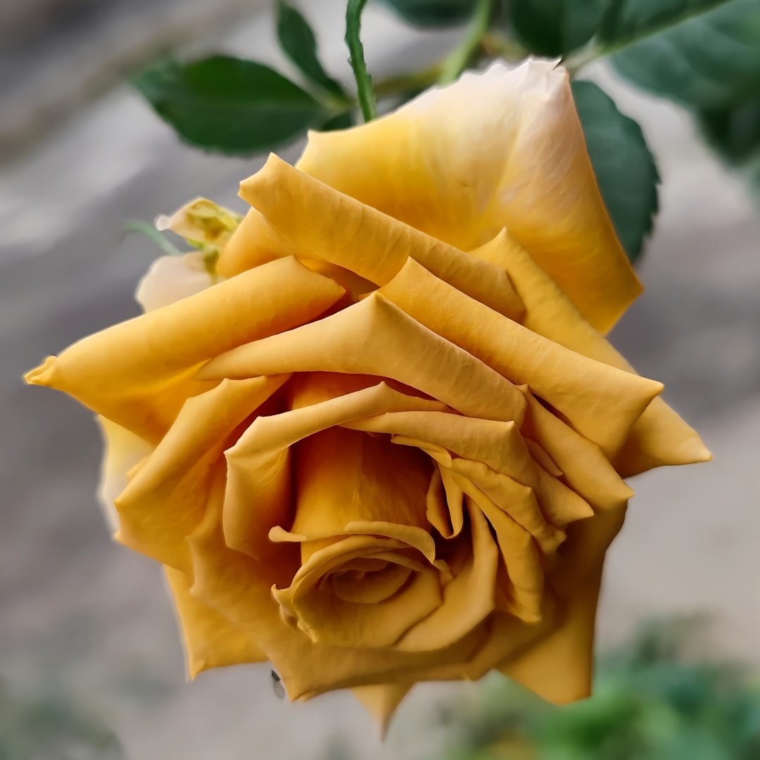 Toffee Rose Plant ｜太妃糖 image 4