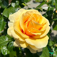 Saint Tropez Rose Plant | 圣特罗佩 image 3
