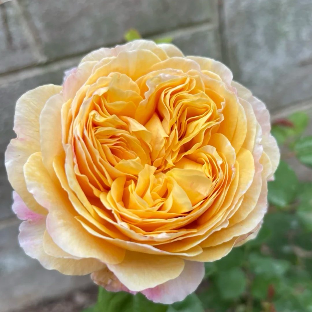 Charles Darwin Rose Plant | 查尔斯达尔文 image 4