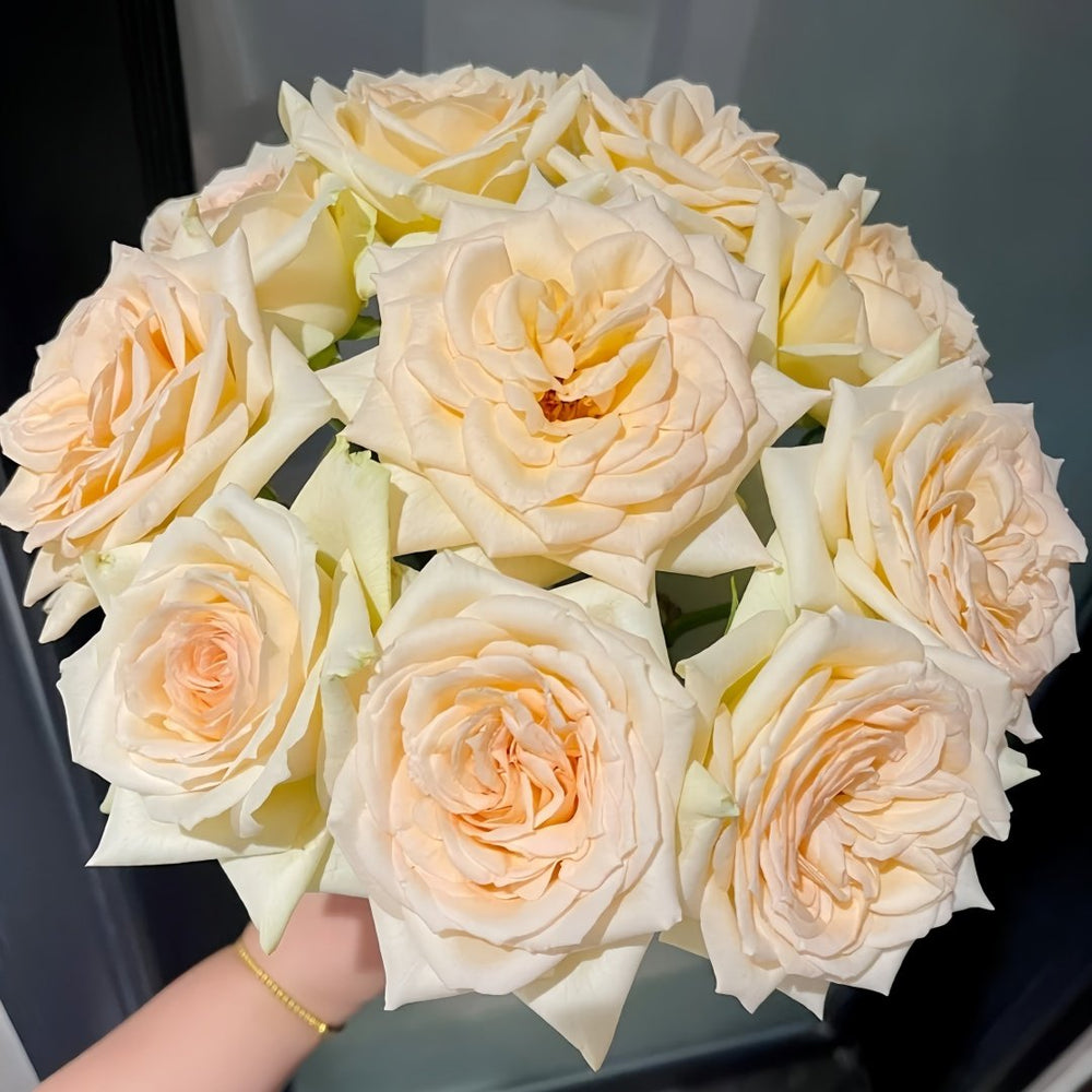 Princess Maya Rose Plant｜玛雅公主 image 6