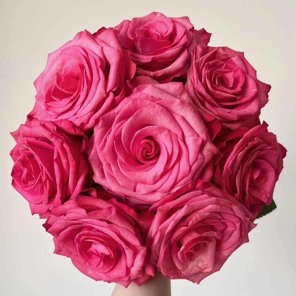 Lola Rose Plant|劳拉 image 0
