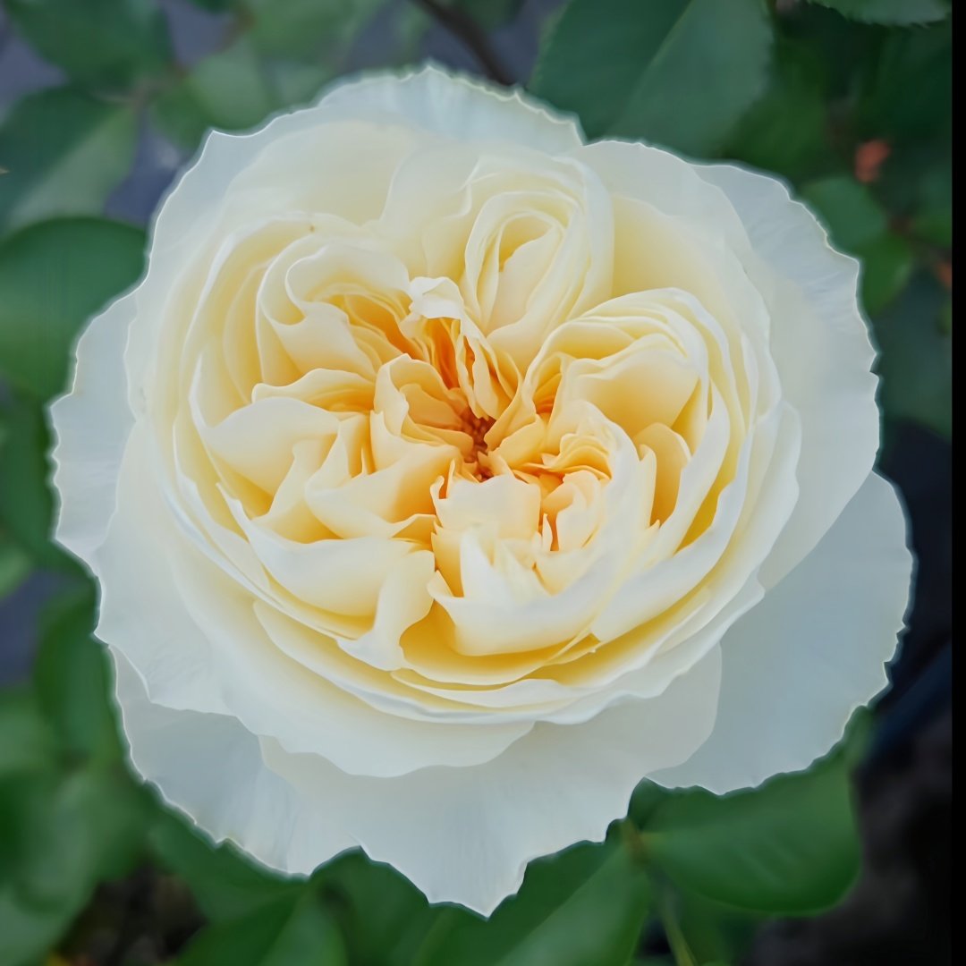 Antonia Garden Rose Plant | 安东尼亚花园 image 4