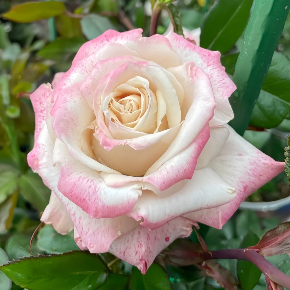 MEIvanae Rose Plant｜里昂优雅 image 1