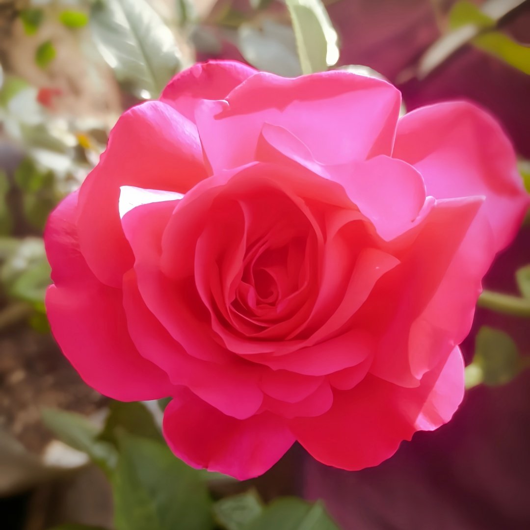 Velasquez Rose Plant｜委拉斯凯兹 image 3