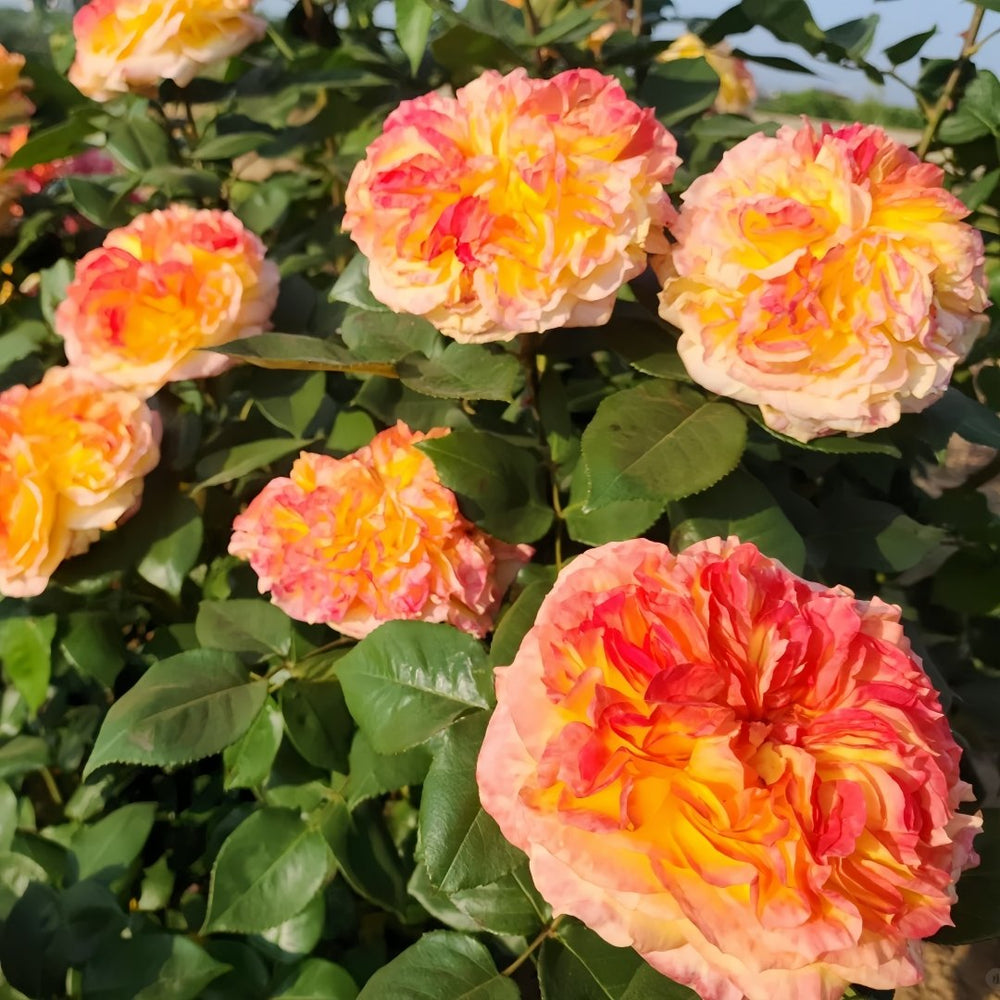Henri Delbard Rose Plant|橘子酱 image 4