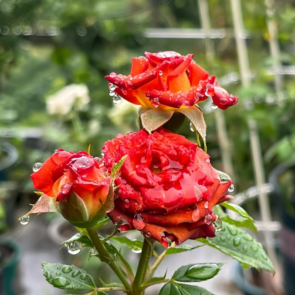 Chocolate Bubbles Rose Plant｜巧克力泡泡 image 9