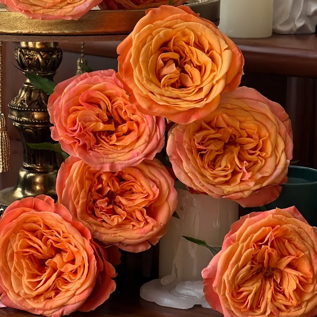 Garden City Rose Plant｜花园城市 image 9