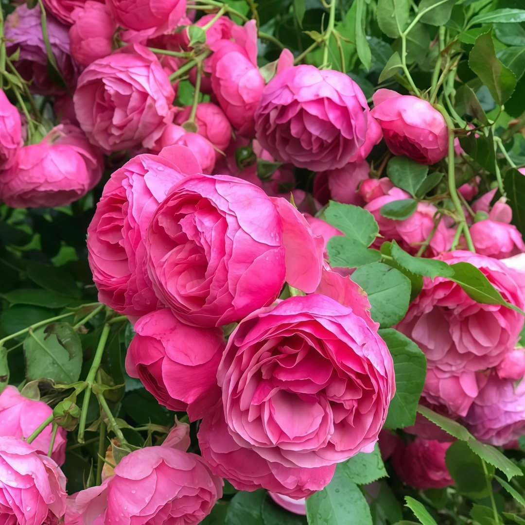 Pomponella Rose Plant|艾拉绒球 image 7