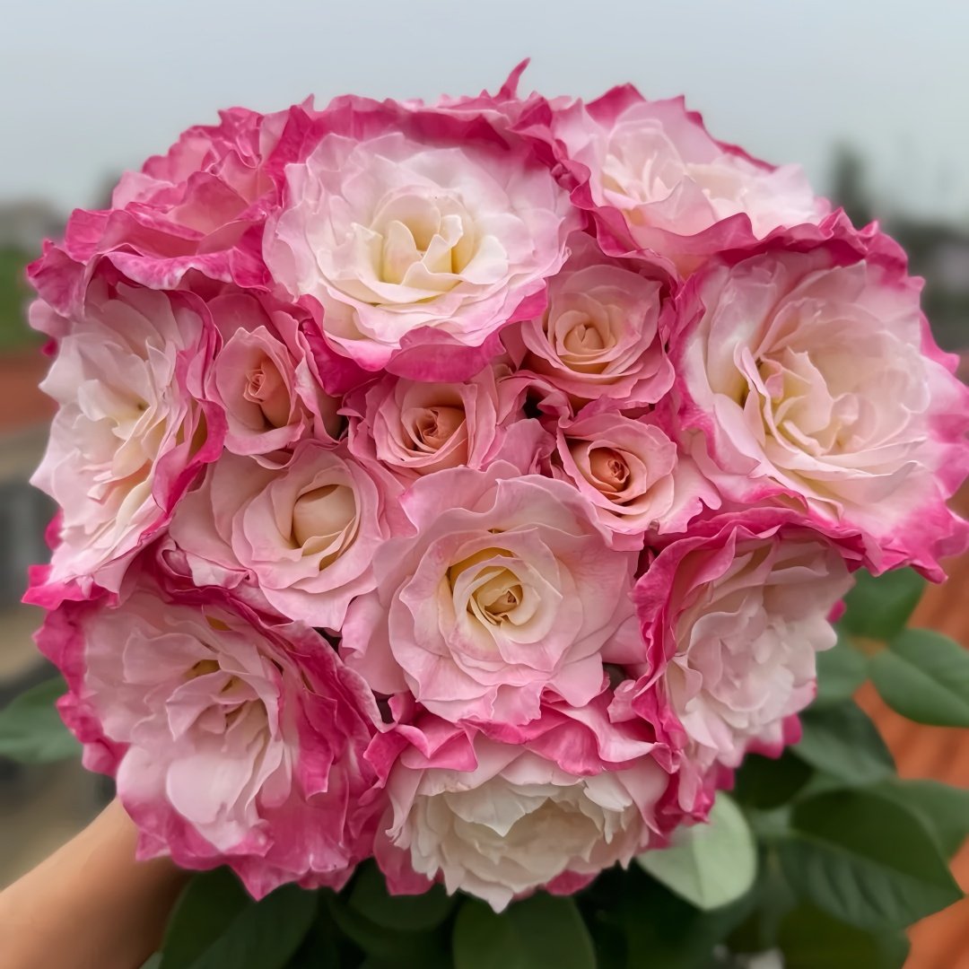 Seraphim Rose Plant｜六翼天使 image 0