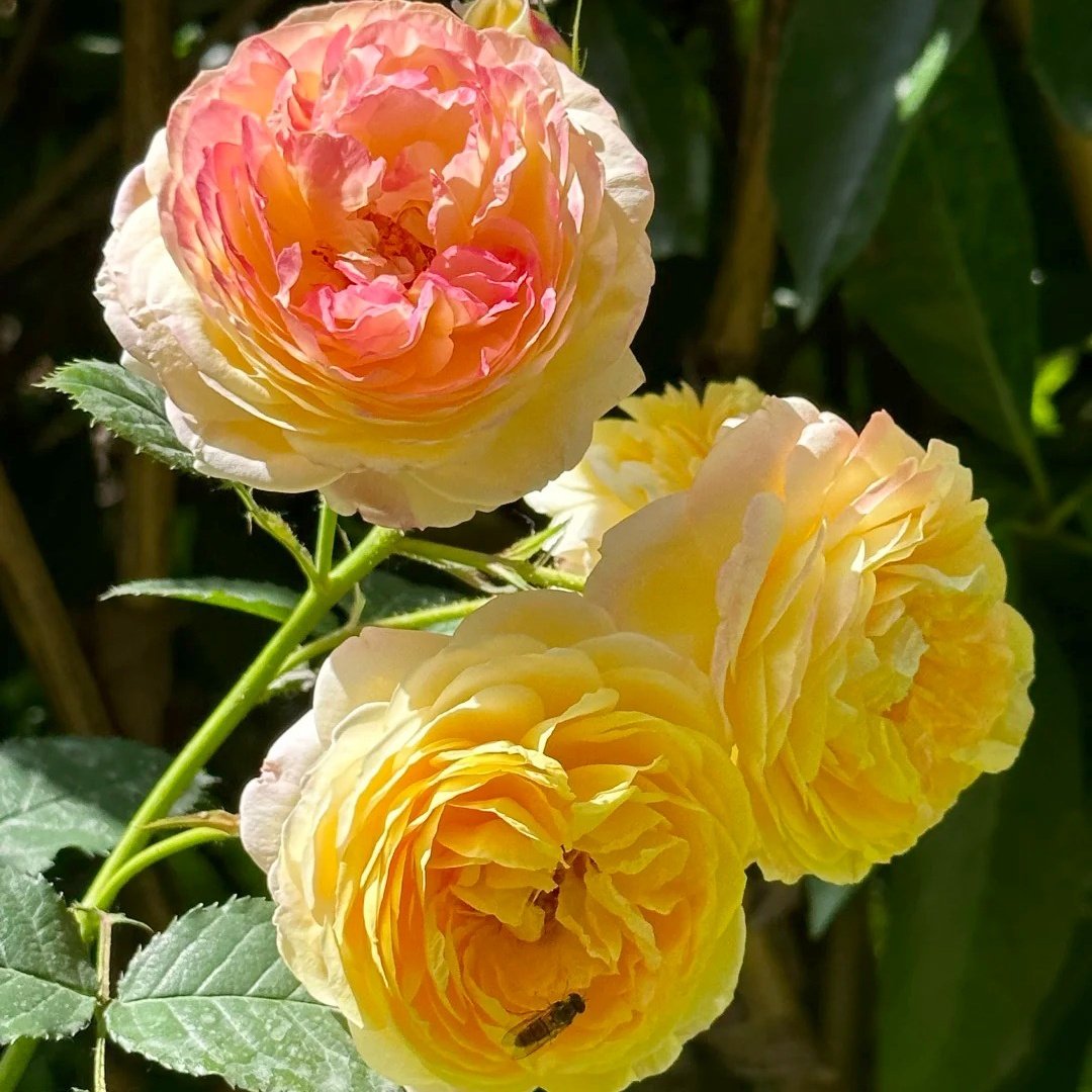 Rosomane Janon Rose Plant | 罗曼尼詹森 image 4