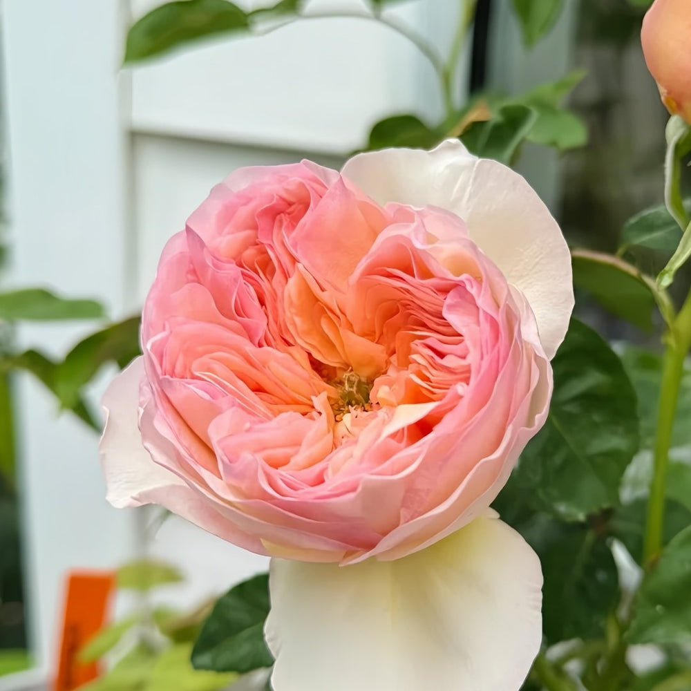Georgina Gardens Rose Plant｜乔治娜花园 image 7