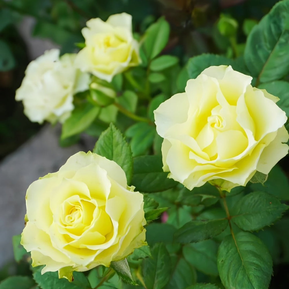 Green Planet Rose Plant|绿色行星 image 5