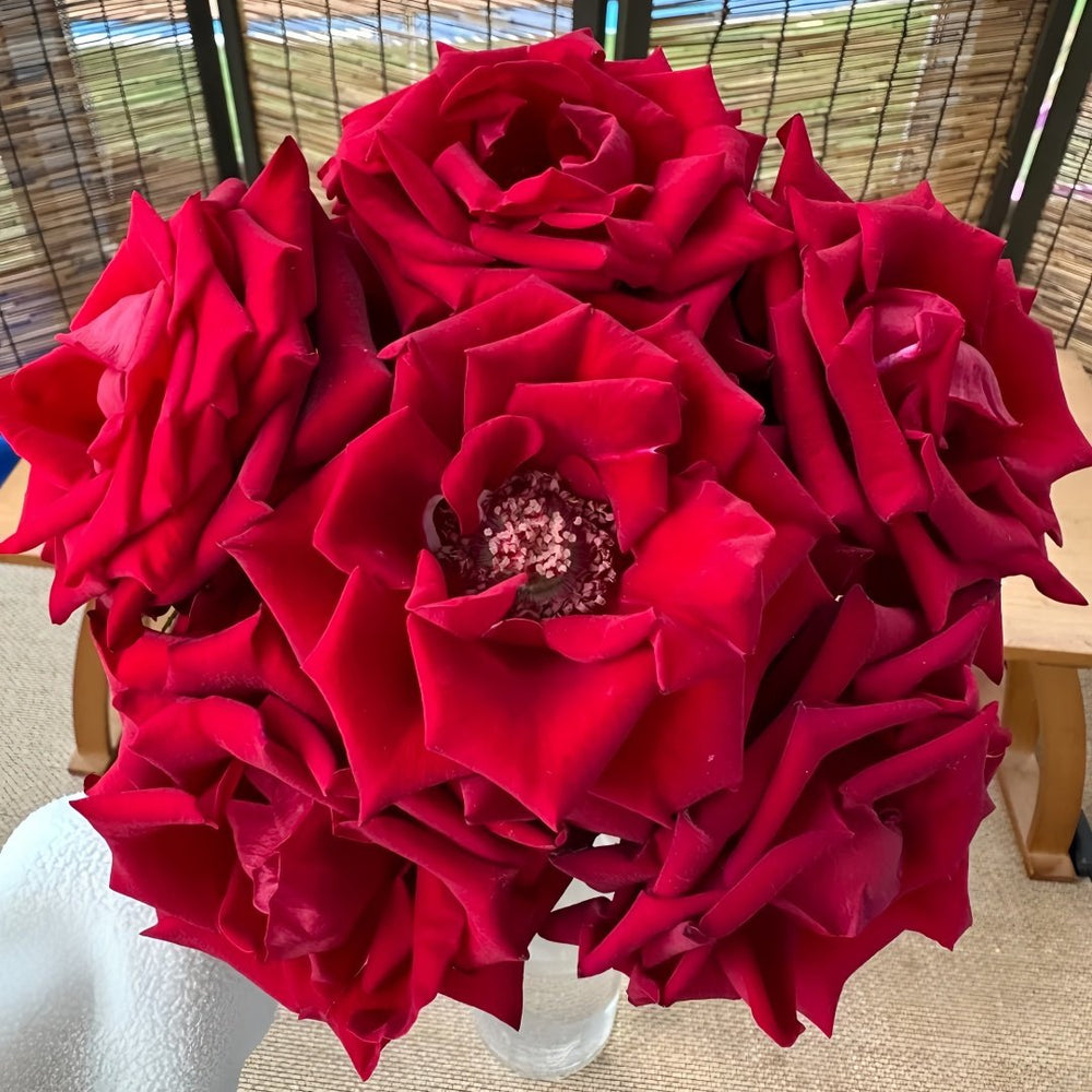 Bloody Rose Plant|布拉迪 image 7
