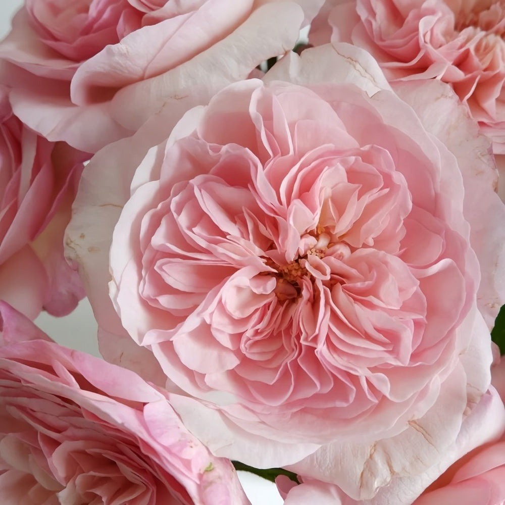 Pink Fragrance Rose Plant|五号香水/粉色香水 image 7