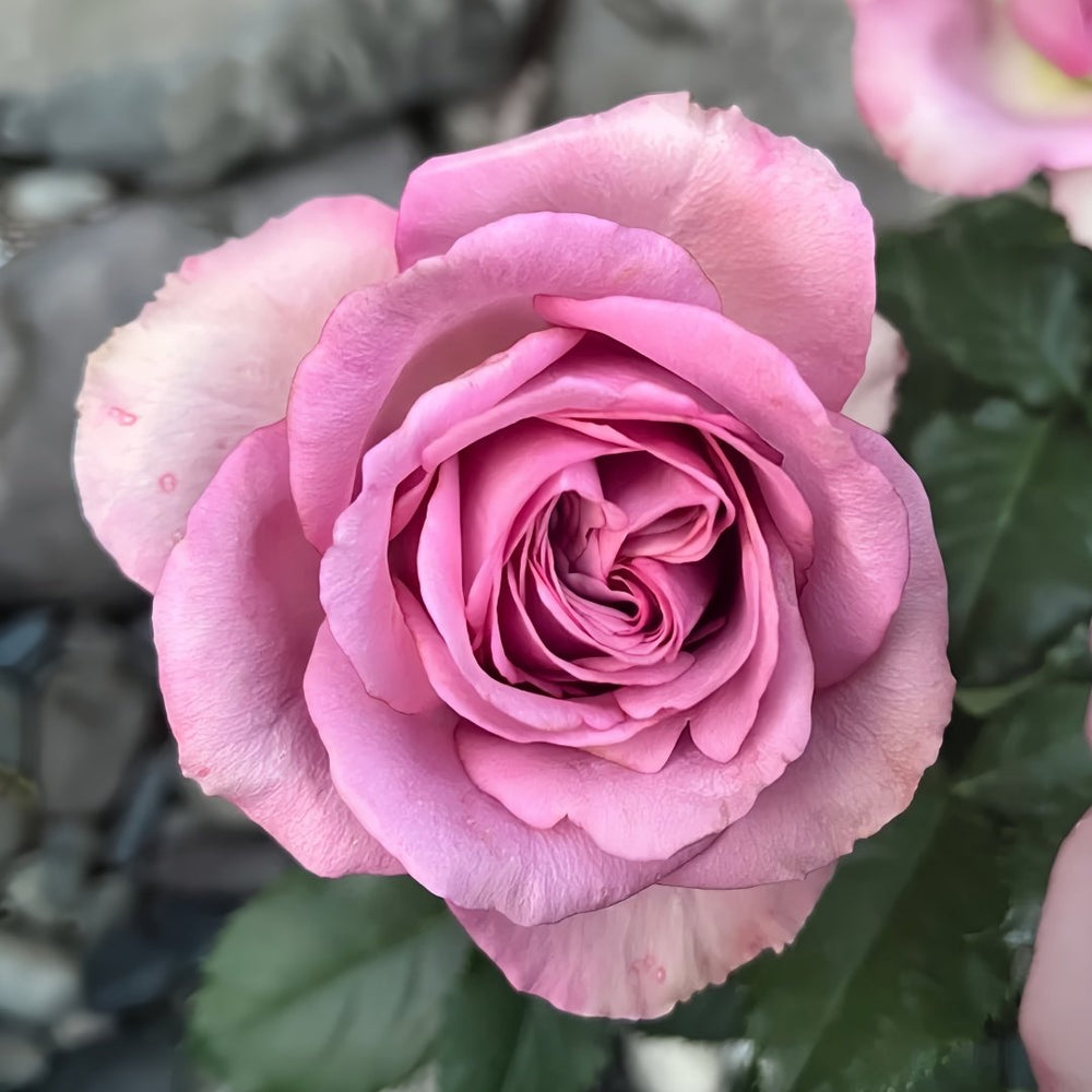 Princess Kaori Rose Plant|香织公主 image 2