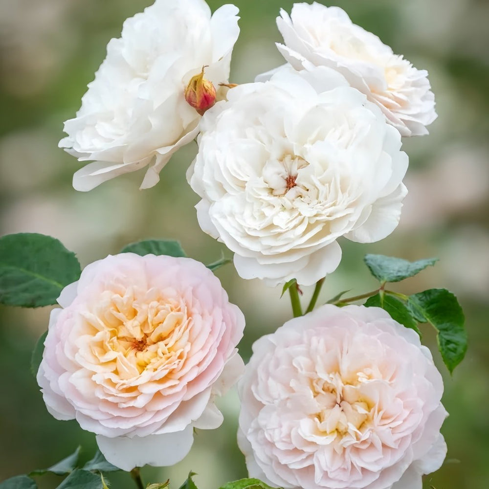 Emily Brontë Rose Plant｜艾米莉·勃朗特 image 3